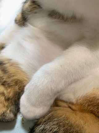 うちの猫のおててが可愛いから見てほしい