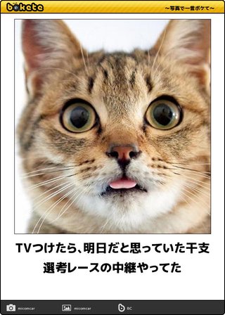 ねー、うし、とら、うー、キャッツ、みー