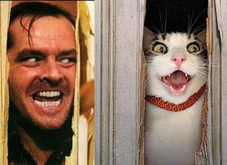 トイレに入ってるとペットがニャイニングしてくる