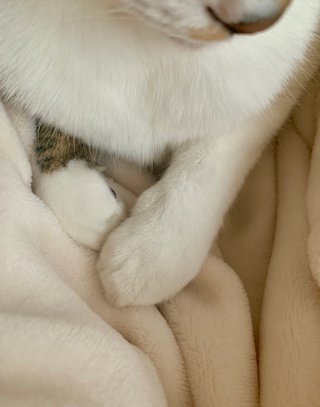 うちの猫のおててが可愛いから見てほしい