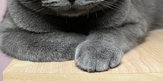 うちの猫のおててが可愛いから見てほしい