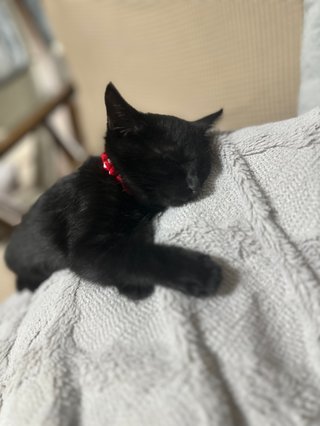 うちの猫のおててが可愛いから見てほしい