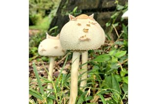 【自然】「予想以上に猫だった」　猫そっくりのキノコ、正体は毒キノコ？