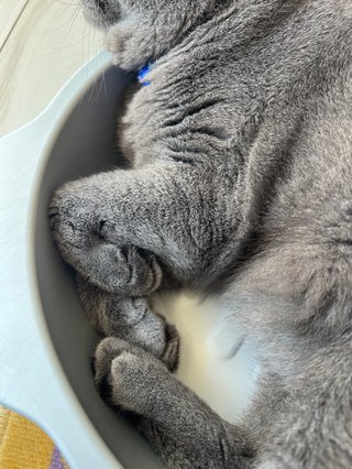 うちの猫のおててが可愛いから見てほしい