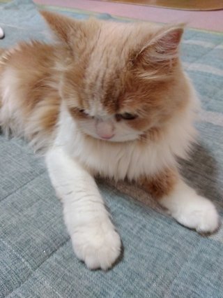 うちの猫のおててが可愛いから見てほしい