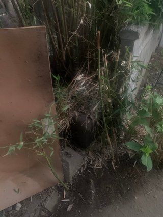 義母の庭なんですけど