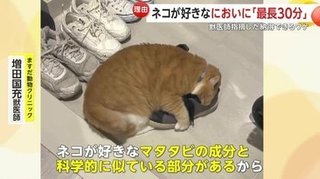「狂ったように…」男性の使い古しスニーカー大好き！靴の中に頭を入れニオイ嗅ぎまくるオス猫