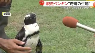 愛知　脱走ペンギンが2週間生き延び奇跡の生還　出張動物園から逃げ出すも見つかる