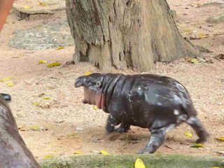 タイの動物園で生まれたコビトカバの赤ちゃん、荒ぶるかわいさにファンアートが続々と生まれる