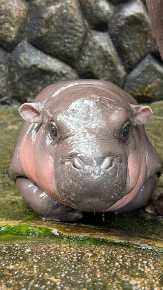 タイの動物園で生まれたコビトカバの赤ちゃん、荒ぶるかわいさにファンアートが続々と生まれる