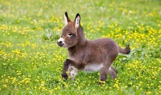 あまり知られてないけどロバの赤ちゃんは