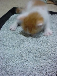 飼い猫がよく鳴くし喋るんだけど