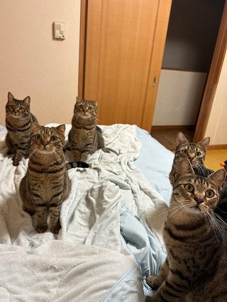 野生のキジトラが現れた