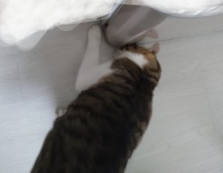 細いじゃらしが冷蔵庫の下に入ってしまった