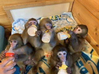 ブサイクな赤ちゃんに可愛いと言えなかった