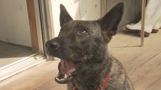 【沖縄】わずか“１５匹”から復活も保存活動は停滞…縄文時代から沖縄に暮らす「琉球犬」