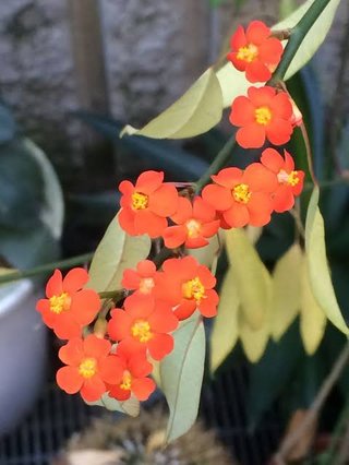 このお花の名前わかる人いますか？