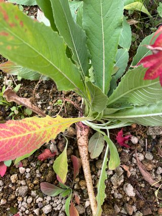 庭に生えた植物、何かわかる？【画像あり】