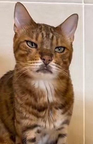 この猫の顔怖すぎ