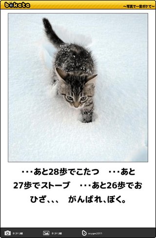 どうにかして私の膝の上で寝たい猫とまだやることあるから膝に乗せたくない私の攻防戦