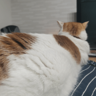 どうにかして私の膝の上で寝たい猫とまだやることあるから膝に乗せたくない私の攻防戦