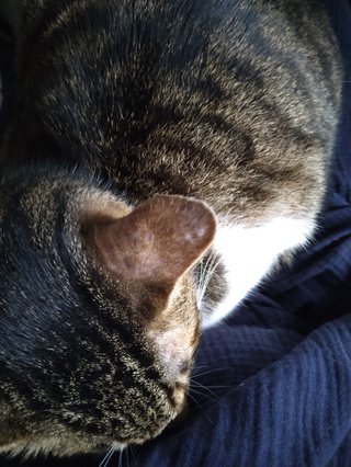 どうにかして私の膝の上で寝たい猫とまだやることあるから膝に乗せたくない私の攻防戦