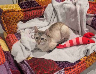 【やす子】　ネコ用に作成した　巨大ケージ　「結局使ってない」　定位置はソファの上