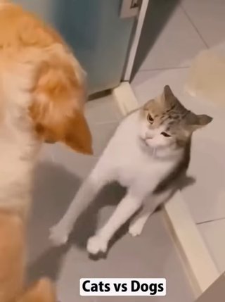 猫に詳しい方
