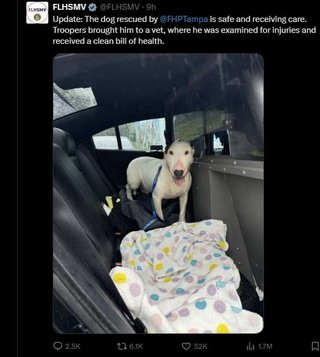 犬を柱に繋いで置き去り、ハリケーン「ミルトン」で避難した飼い主に怒りの声（米）