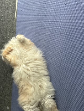 猫について何でもどうぞ【ねこ総合】