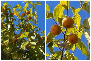 これ、何が考えられると思う？