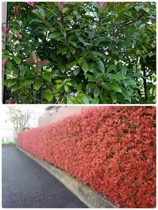 これ、何が考えられると思う？