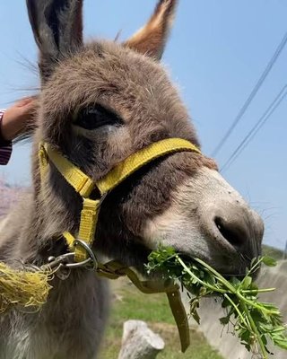 7割はオーガニック eリー