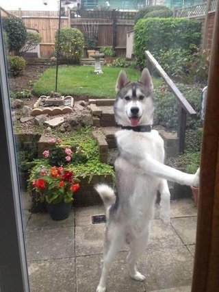 空気入れ替えしようと窓を開けたらこの犬が閉め返してきたらどうする？