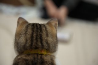 猫ってあったか〜い