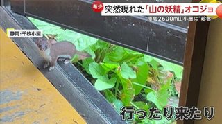 山の妖精　静岡市・千枚小屋　絶滅危惧種のオコジョが現れる…好奇心で小屋に来訪か