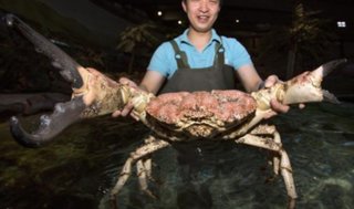 【岡山】生きたカニの爪で知人男性の鼻を挟んだとして会社役員の男（40）を再逮捕