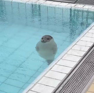 あざらし幼稚園って知ってる？