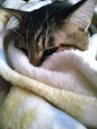 猫が全く起きない