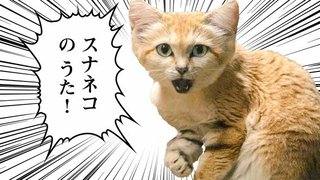 「かわいいからってなめないで」　那須どうぶつ王国がスナネコのうた公開