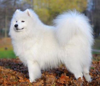 犬を飼うならどっち？