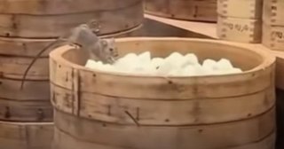 「ネズミがギョーザを食べている」…１４３年伝統の中国点心食堂で衝撃動画