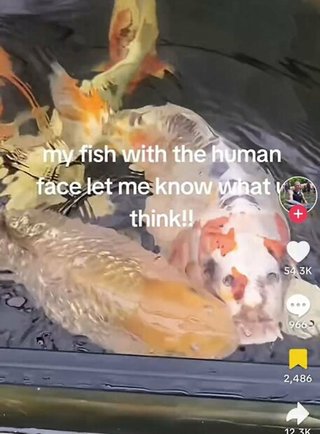 【画像】イギリスに「人面魚」出現 飼い主が説明「父親の生まれ変わり」