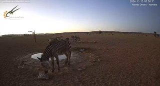 砂漠に設置された人工水飲み場を見守るライブカメラ配信が癒されると話題