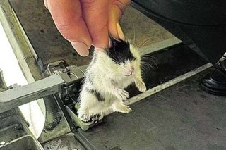 航空機からハムスター132匹が脱出…運航停止となったポルトガル航空機