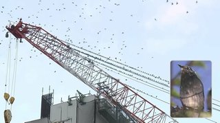 藤沢駅前に大量のムクドリ　クレーンを“宿り木”にズラリ並ぶ