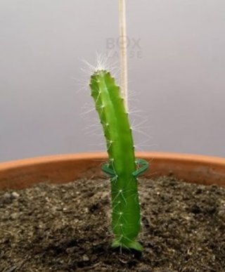 果物食べたあとの種を栽培したことある？