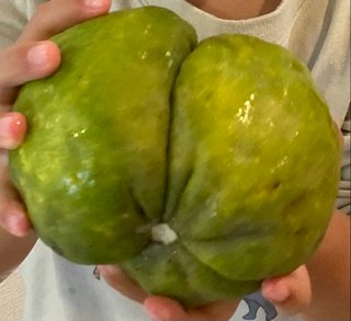 これなんの実だか分かりますか？