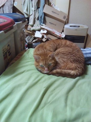 この猫可愛い？