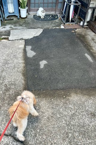 みきママ＆はやパパ